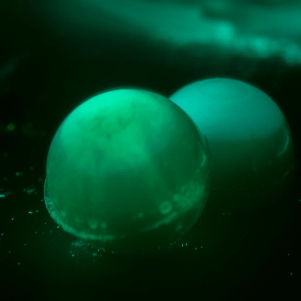 Zestaw Naukowy Science4You, Fabryka Glutożelków