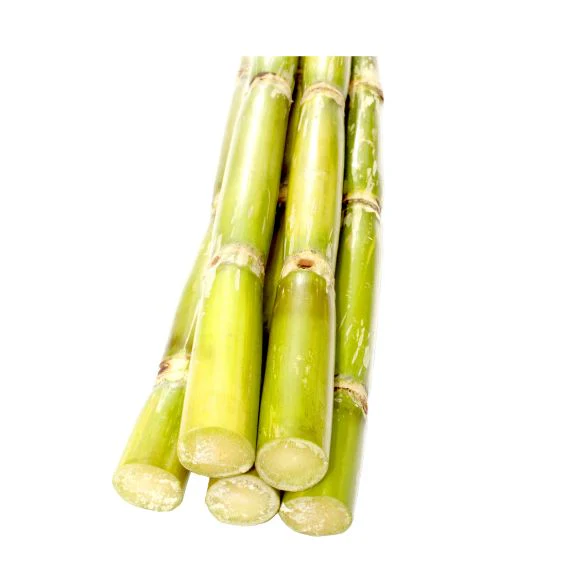 Sugar cane – Exotic sweetness