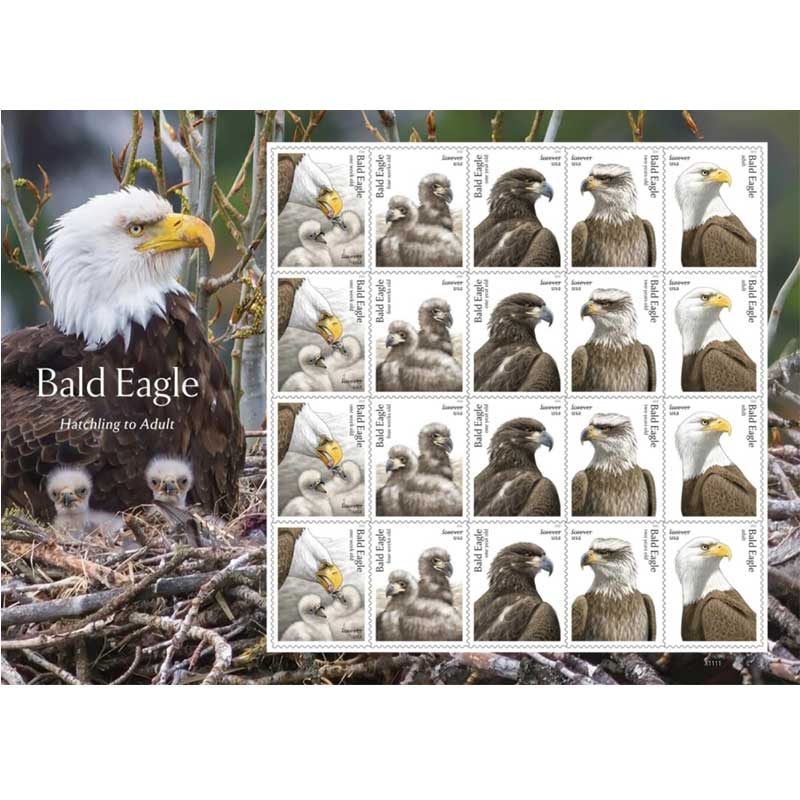 Bald Eagle: Hatchling to Adult