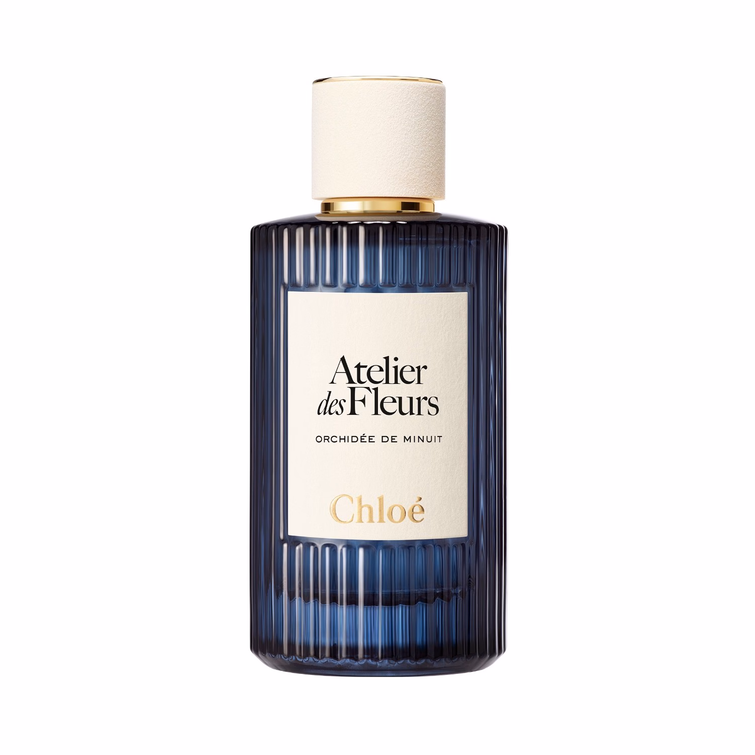 Orchidée de Minuit