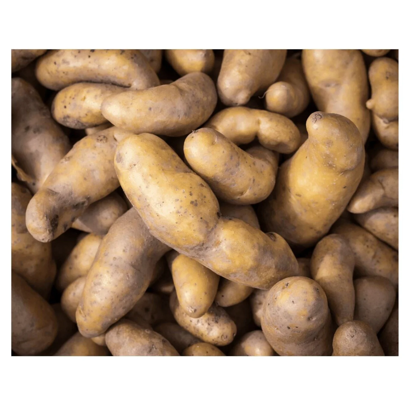Potatoes 'La Ratte' – Fine French delicacy