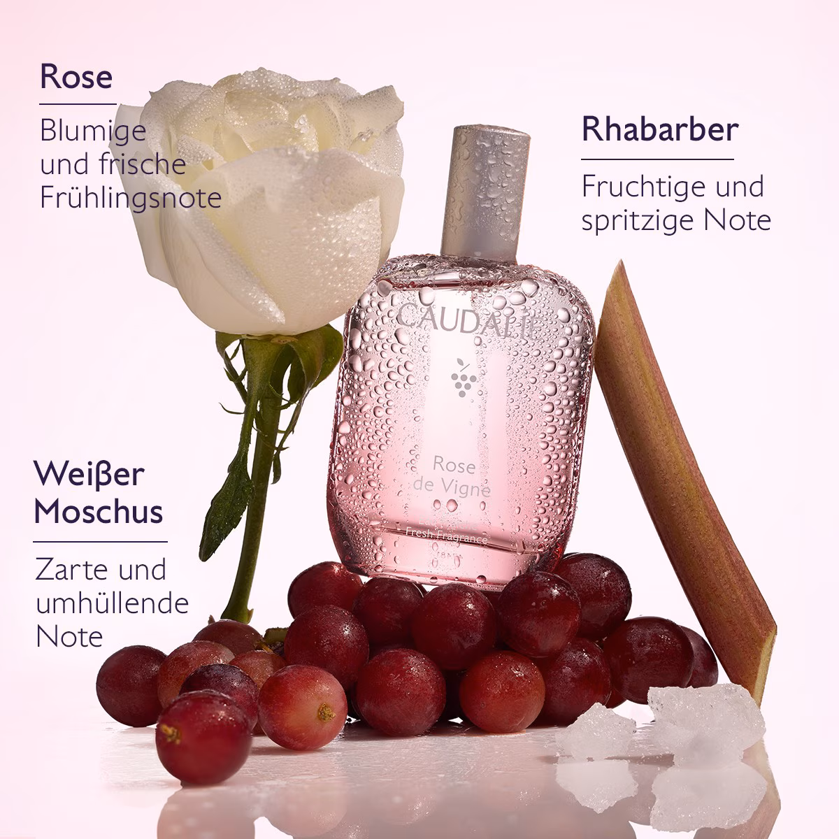 ROSE DE VIGNE