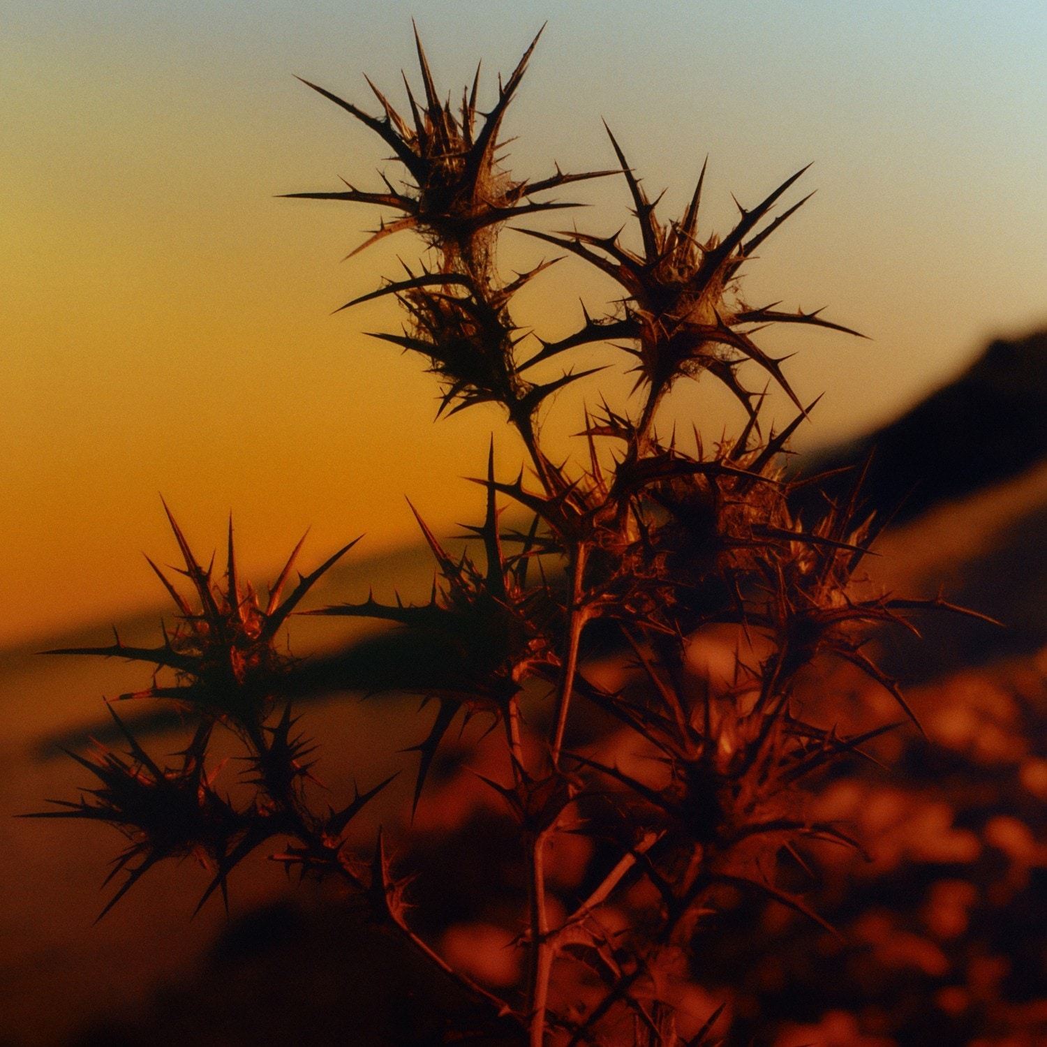 Peyote Poem