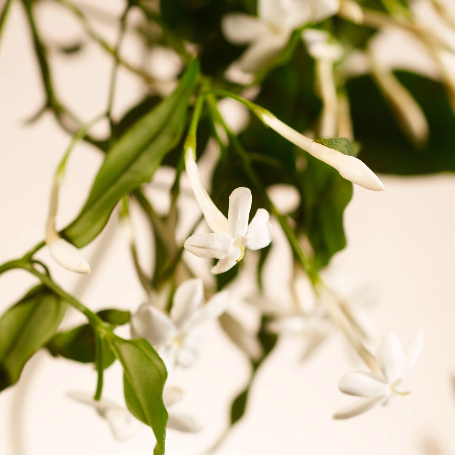 Sweet Jasmine