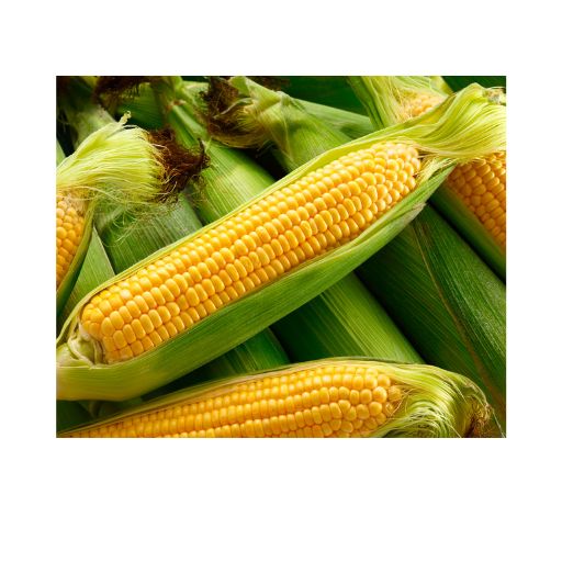 Sweetcorn – Sweet, tender & freshly harvested for grilling & cooking