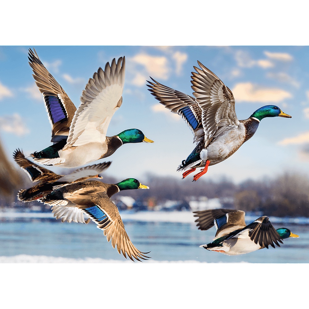 Puzzle Premium Plus Quality 1000 El. Mallards In Flight