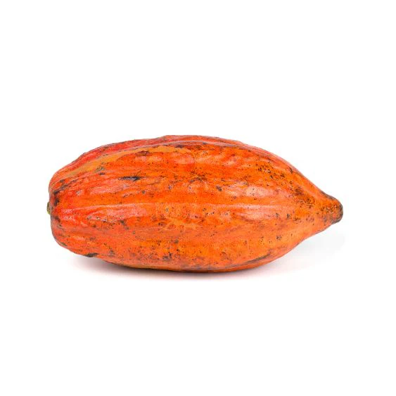 Cocoa fruit – Exotic fruit with the origin of chocolate