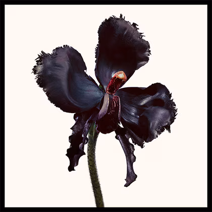 TOM FORD Black Orchid Reserve Eau de Parfum Spray 50ML