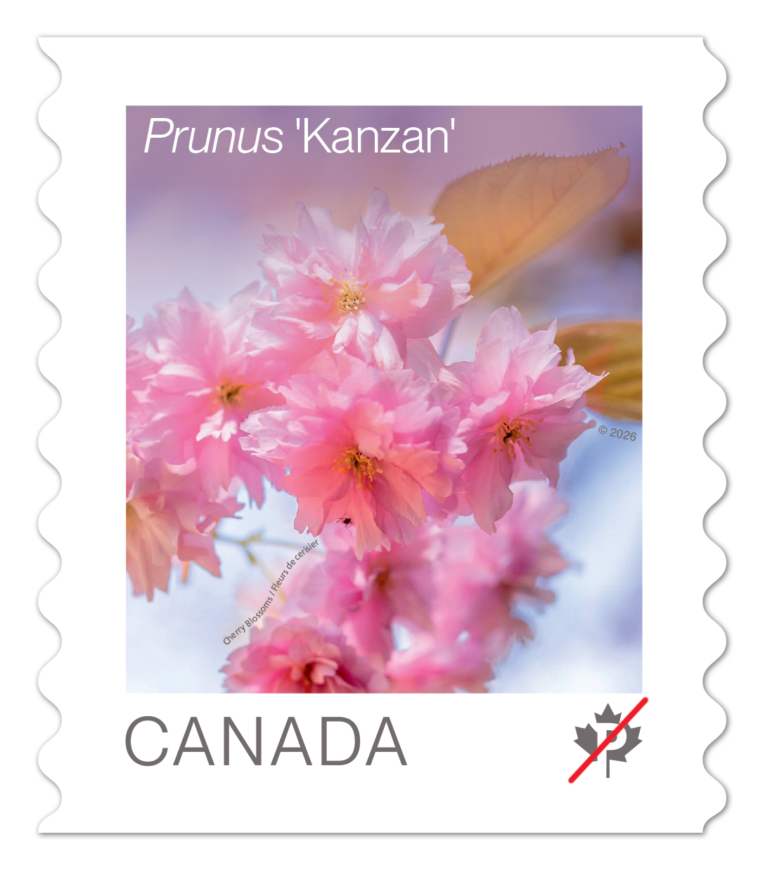 Cherry Blossoms (2026): coil of 50 Permanent™ stamps