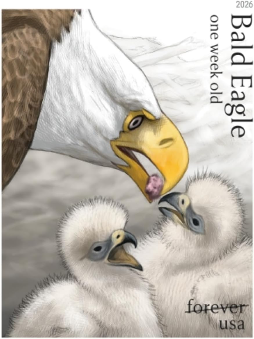 Bald Eagle: Hatchling to Adult