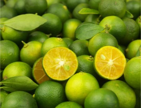Calamansi oranges – Exotic mini citrus fruit for connoisseurs
