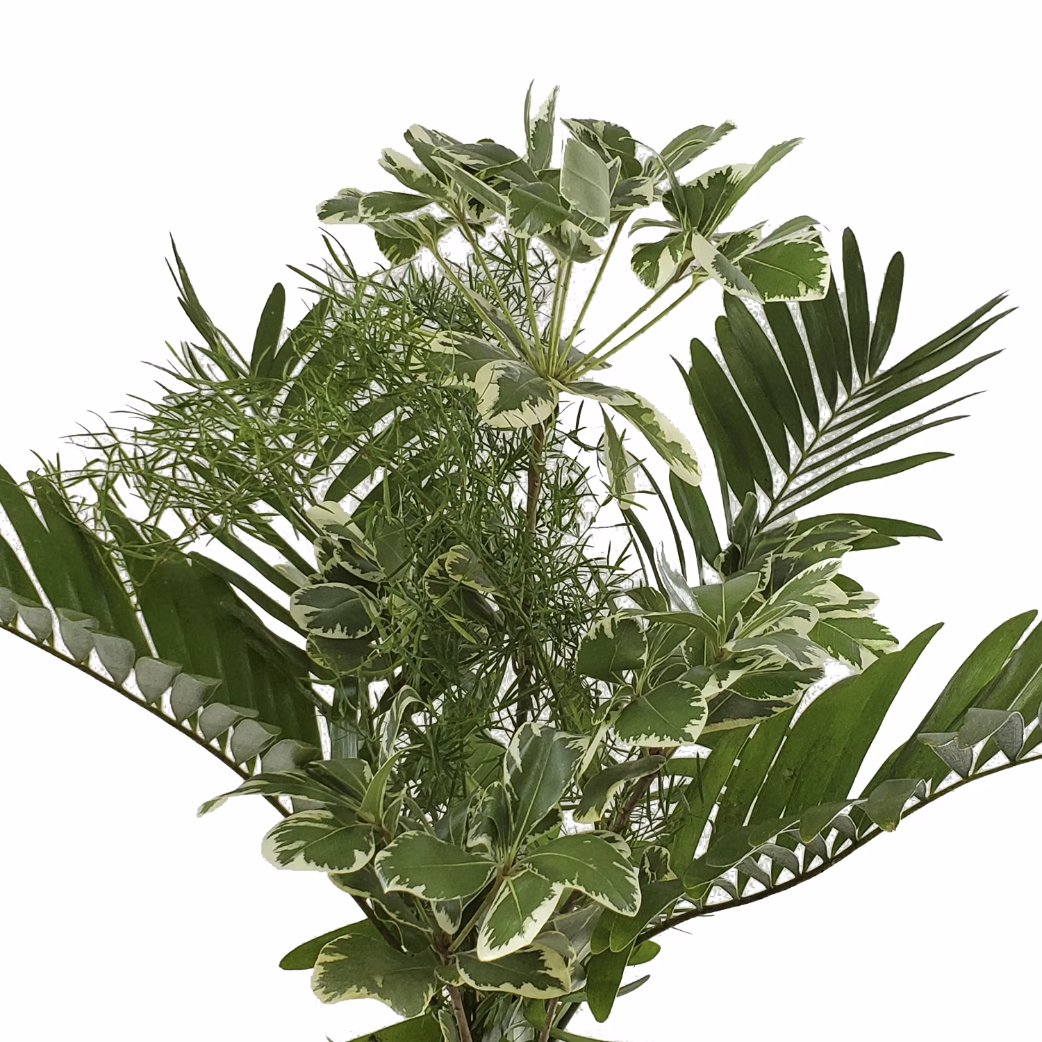 Alluring Mixed Greens Bouquet 5 Pack of Farm Direct Fresh Cut Flowers Bouquets of Mixed Greenery by Bloomingmore