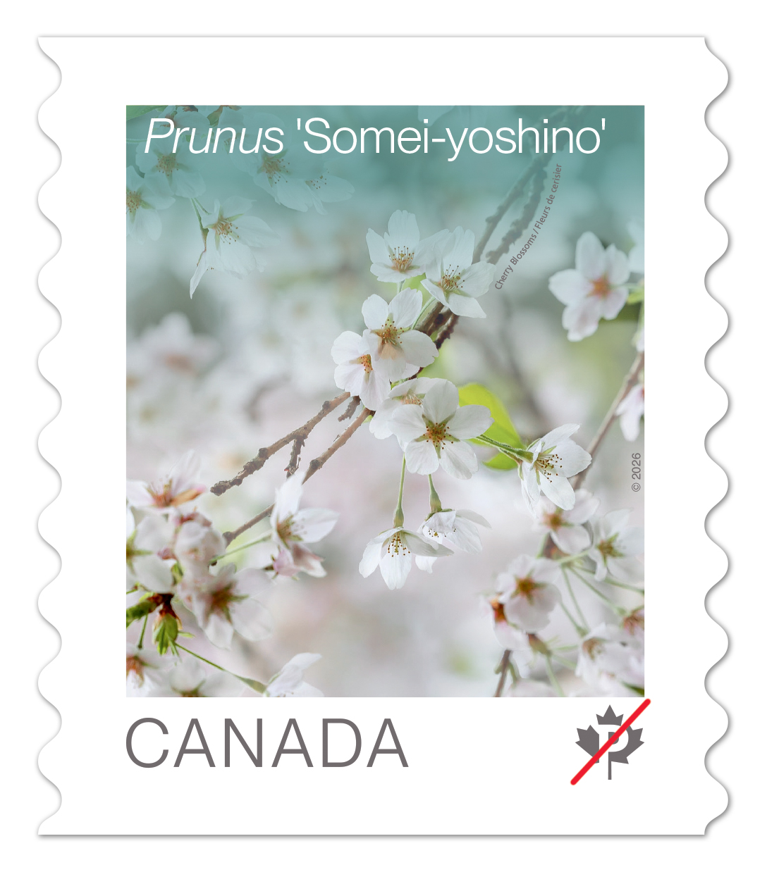 Cherry Blossoms (2026): coil of 50 Permanent™ stamps