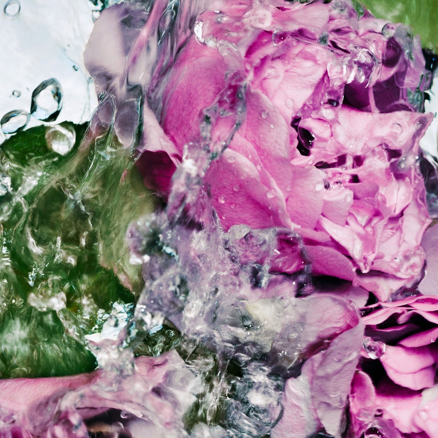 Lost Rose