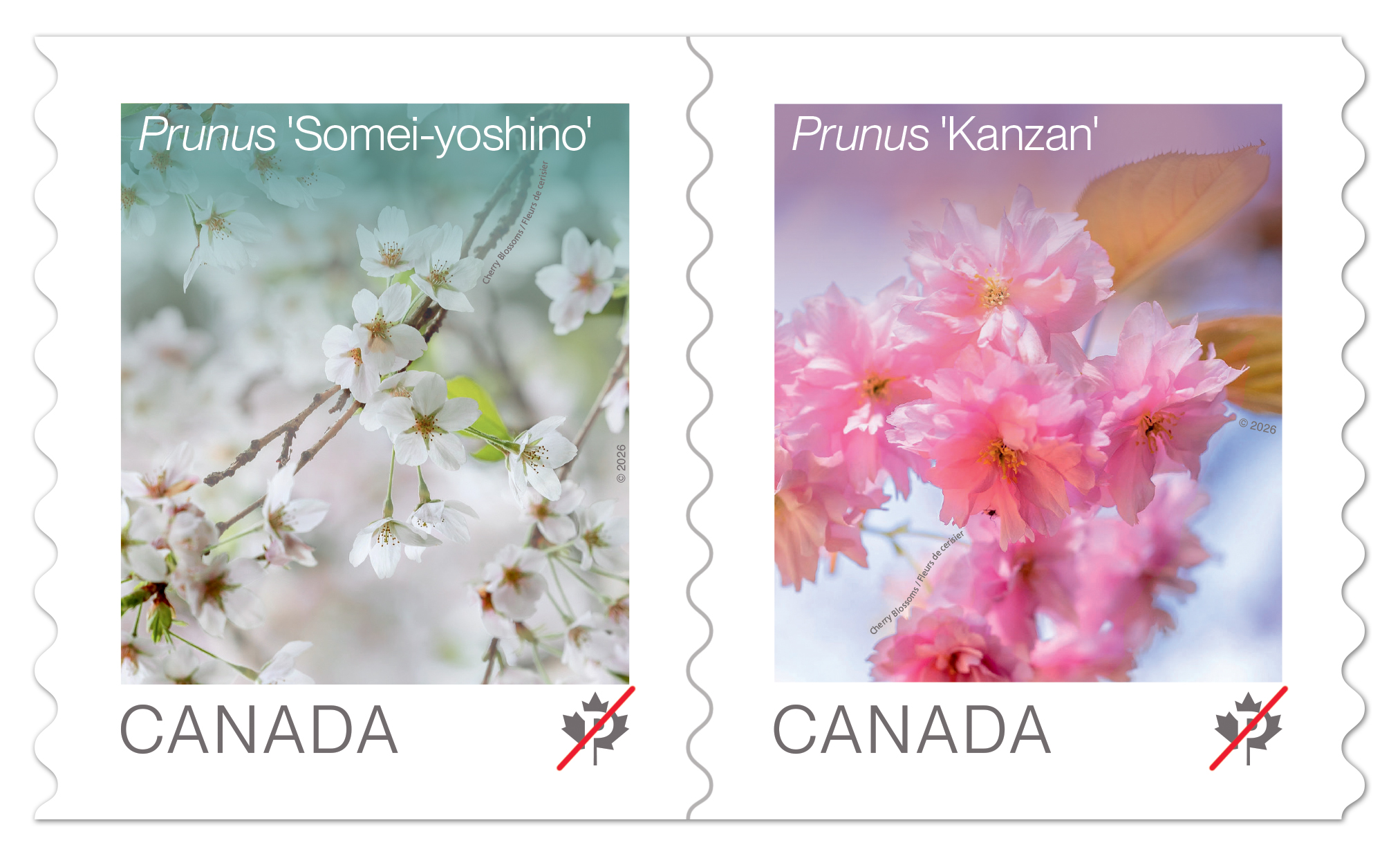 Cherry Blossoms (2026): coil of 50 Permanent™ stamps