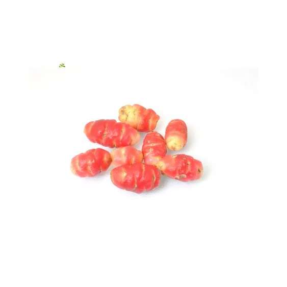Oca de Peru Red – Exotic tuber with a sweet and sour aroma