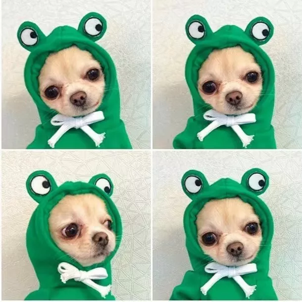 Sudadera Para Perros Gatos Con Estilo Rana