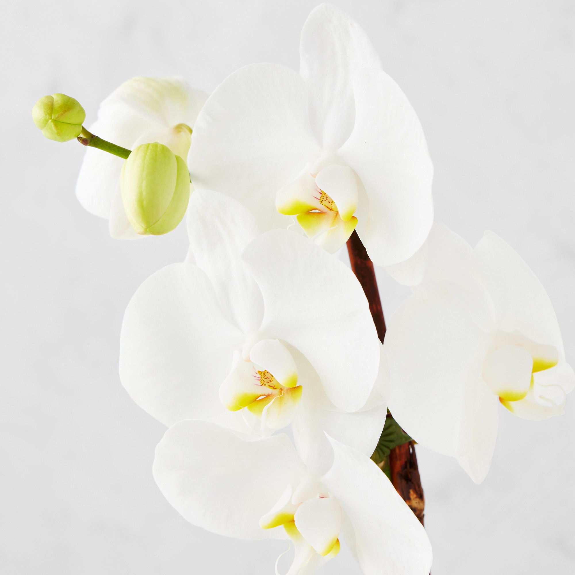 Fresh Double White Novelty Orchid in 5