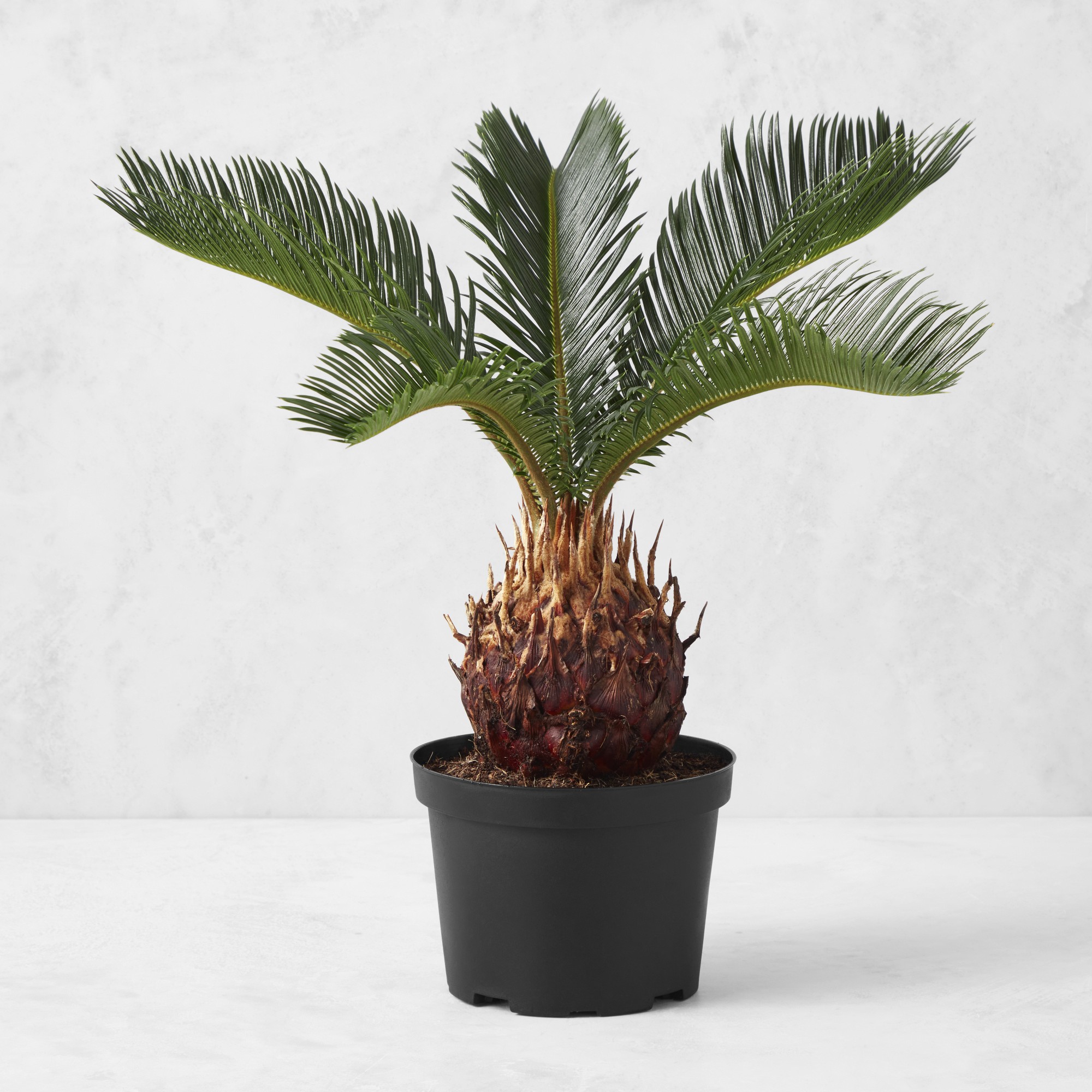 Live Sago Palm, 14