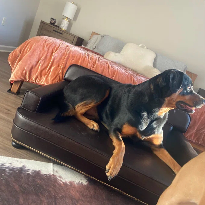 【Pet】Humphery Dog Sofa