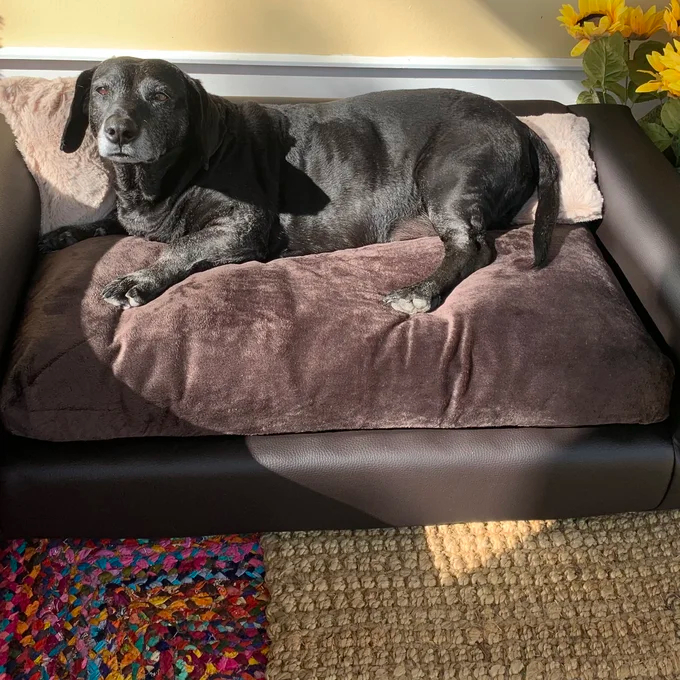 【Pet】Kayenta Premium Dog Sofa