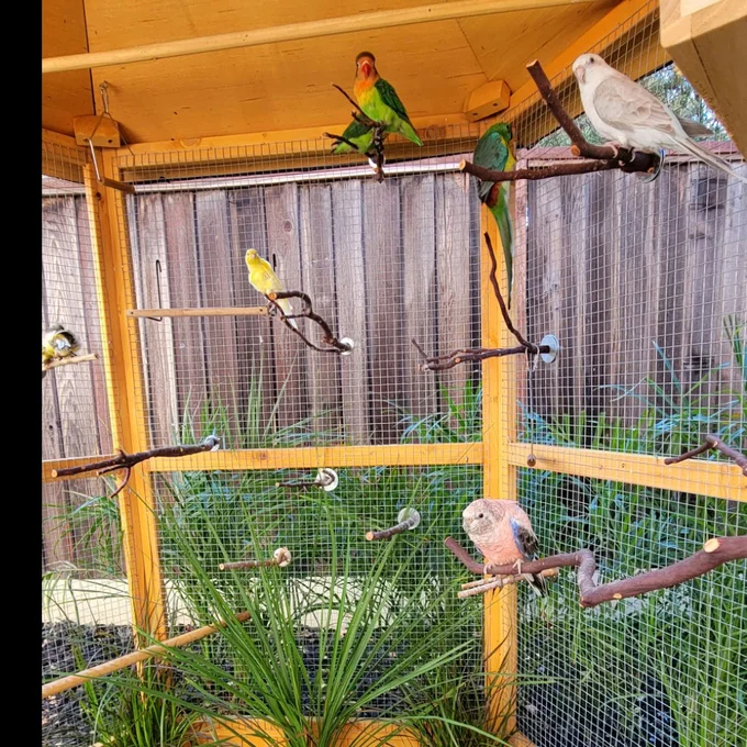 【Pet】Fielding 65'' Pointed Top Flight Cage with Perch