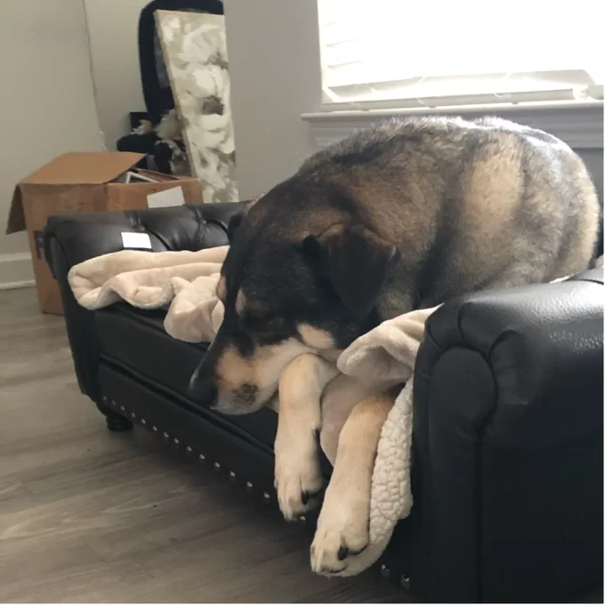 【Pet】Larock Dog Sofa