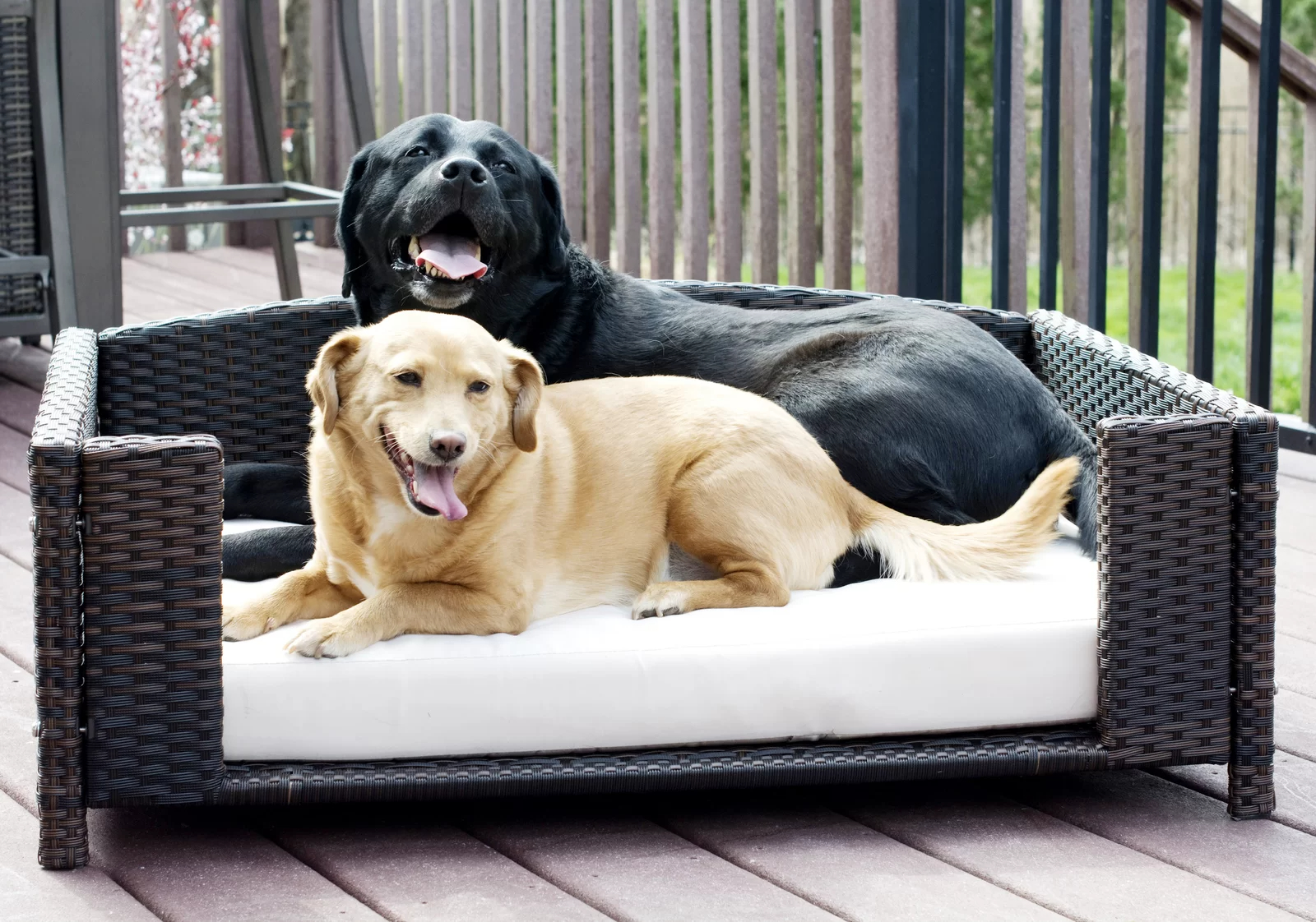 【Pet】Cristobal Rattan Rectangular Dog Sofa