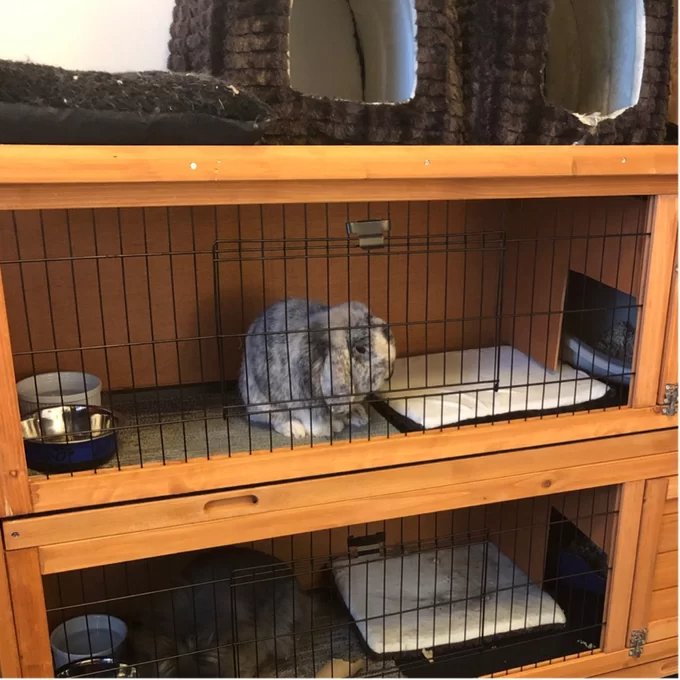 【Pet】Griffen Weather Resistant Hutch