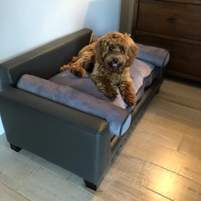 【Pet】Oberle Dog Sofa