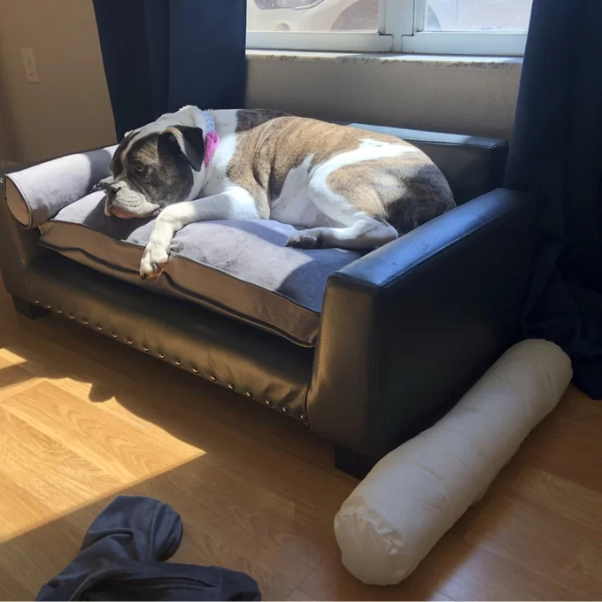 【Pet】Oberle Dog Sofa