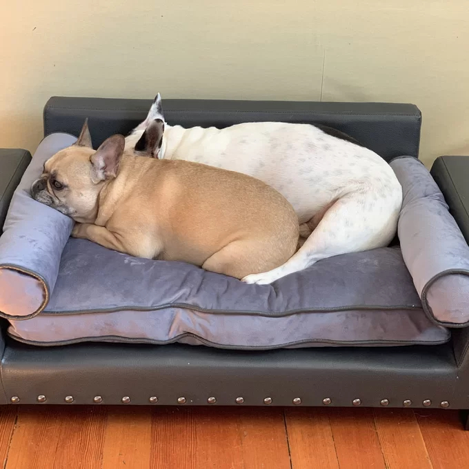 【Pet】Oberle Dog Sofa