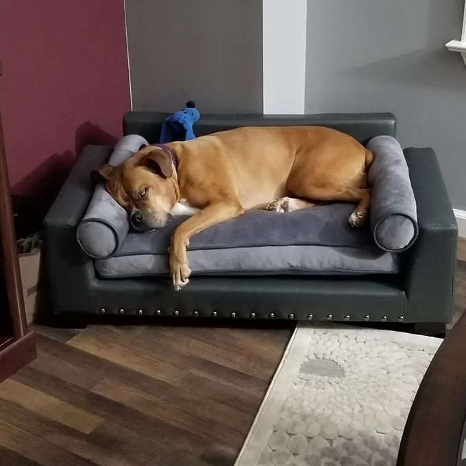 【Pet】Oberle Dog Sofa