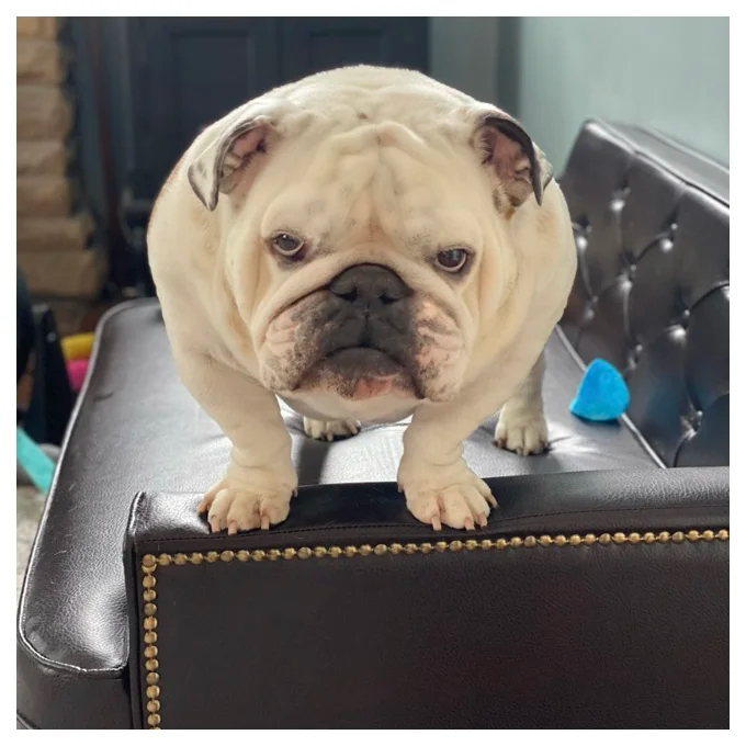 【Pet】Humphery Dog Sofa