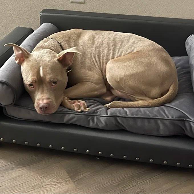 【Pet】Oberle Dog Sofa