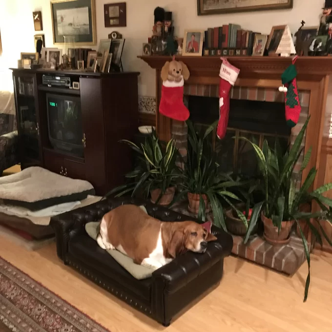 【Pet】Larock Dog Sofa