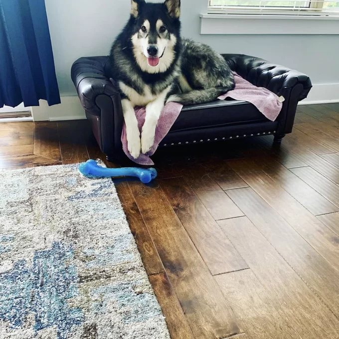 【Pet】Larock Dog Sofa