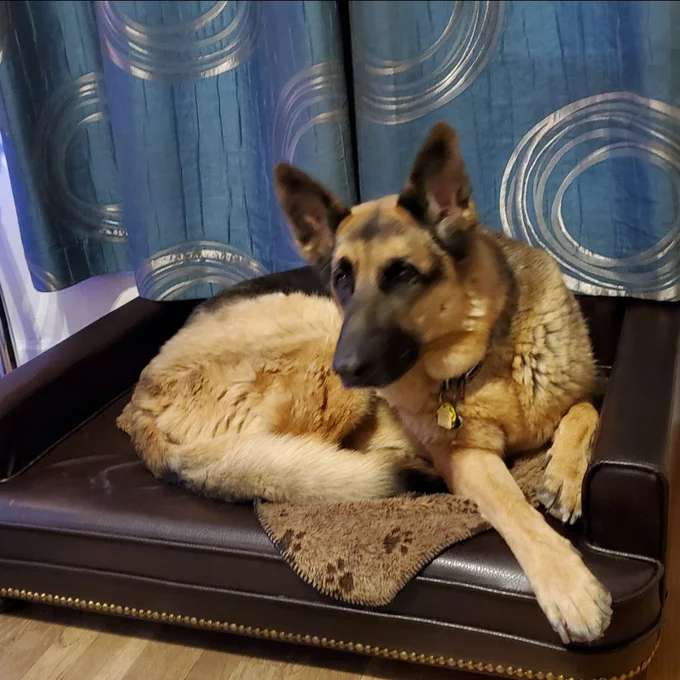 【Pet】Humphery Dog Sofa
