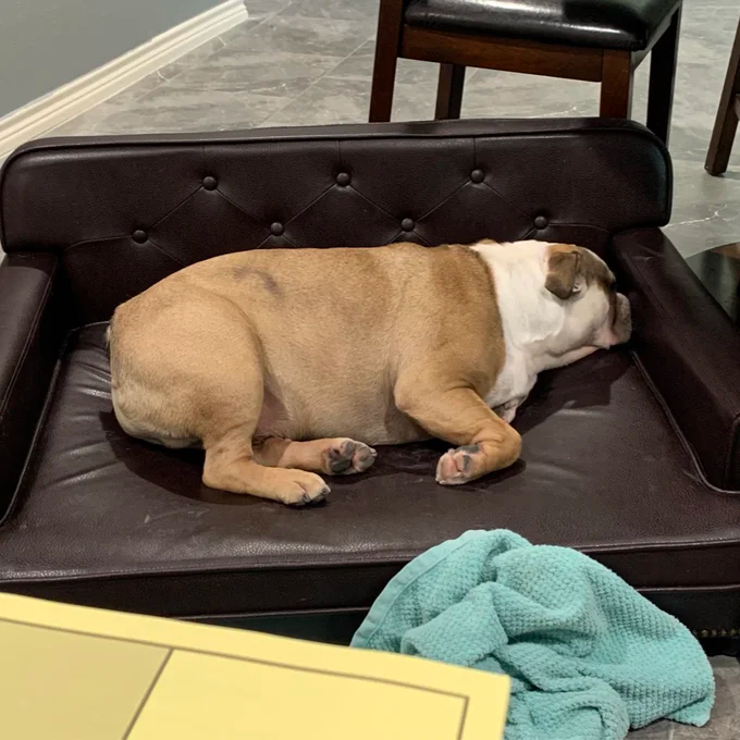 【Pet】Humphery Dog Sofa