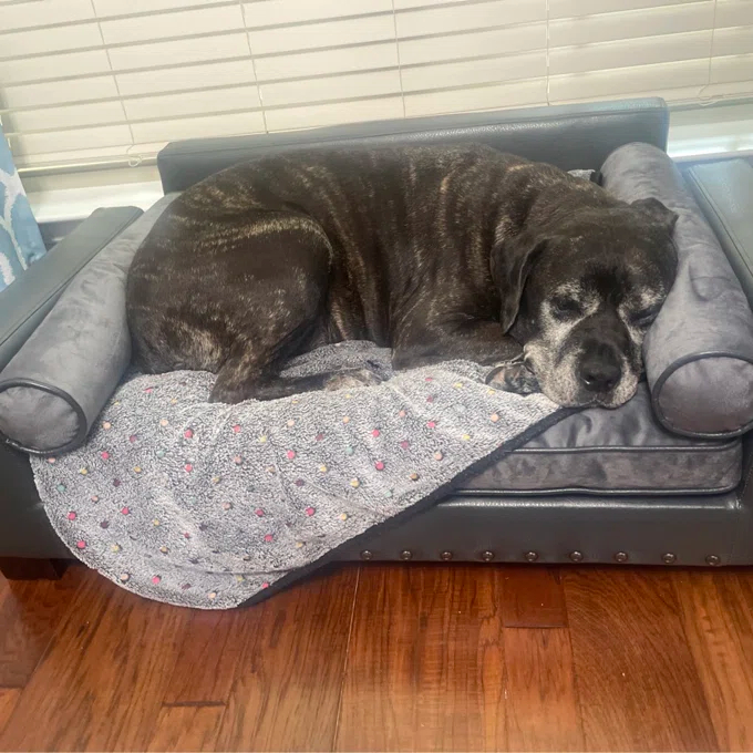 【Pet】Oberle Dog Sofa