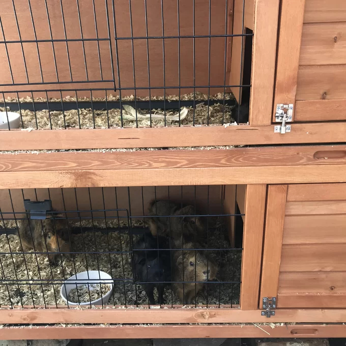 【Pet】Griffen Weather Resistant Hutch