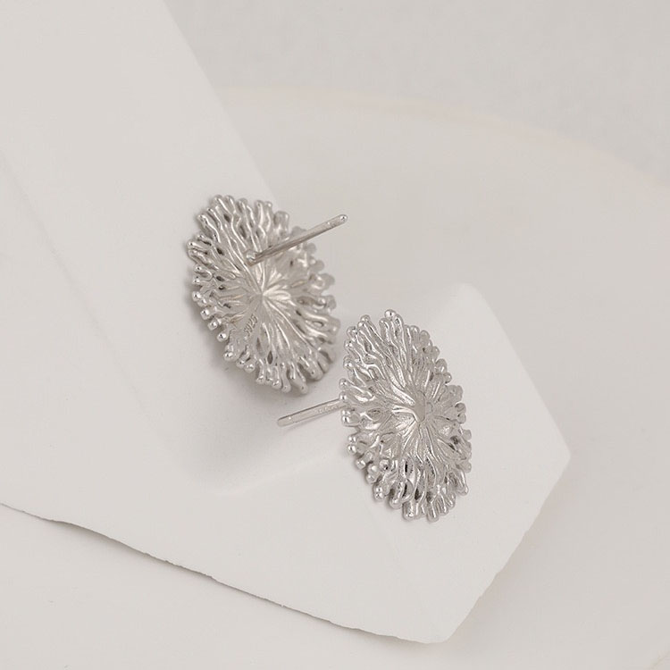 Chrysanthemum specimen