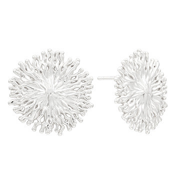 Chrysanthemum specimen