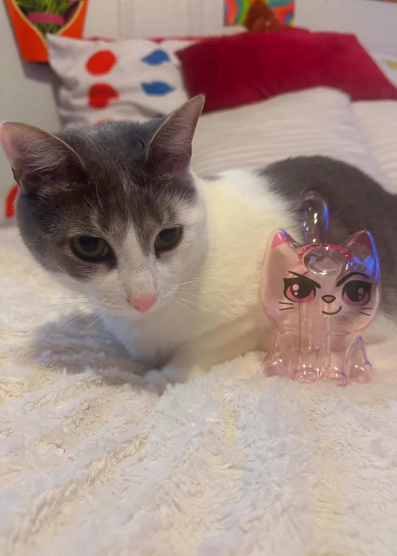 Cannabis Cat Sparkling Water Machine