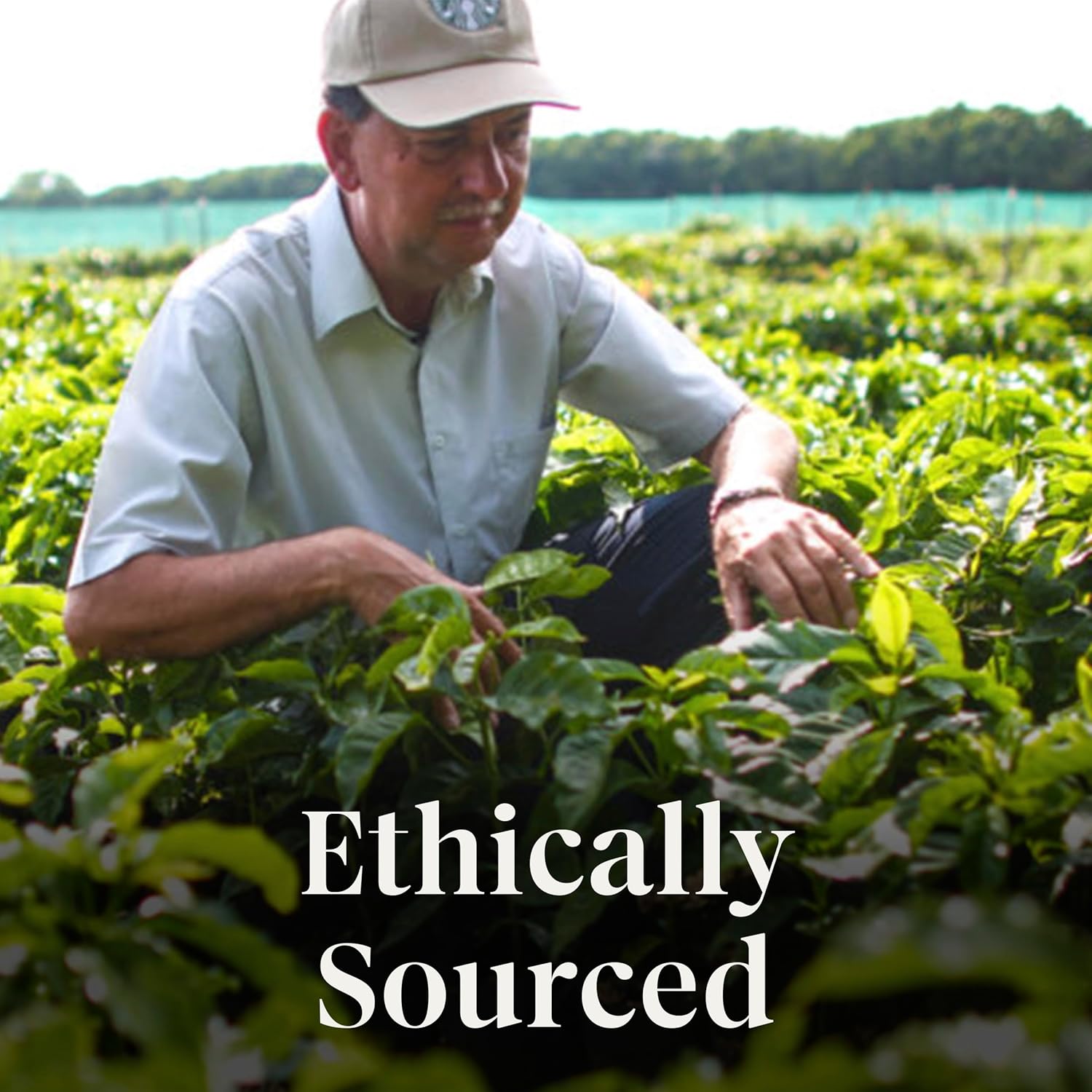 Starbucks K-Cup Coffee Pods, Starbucks Blonde Roast Coffee, Veranda Blend for Keurig Brewers, 100% Arabica, 6 boxes (60 pods total)