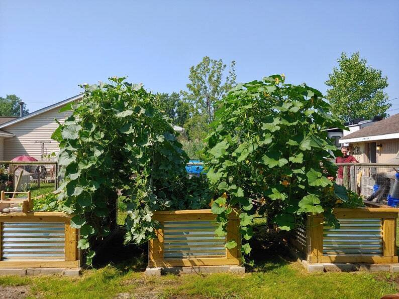 💝 Buy 3 Only $19.99 🔥Cedar Raised Garden Bed