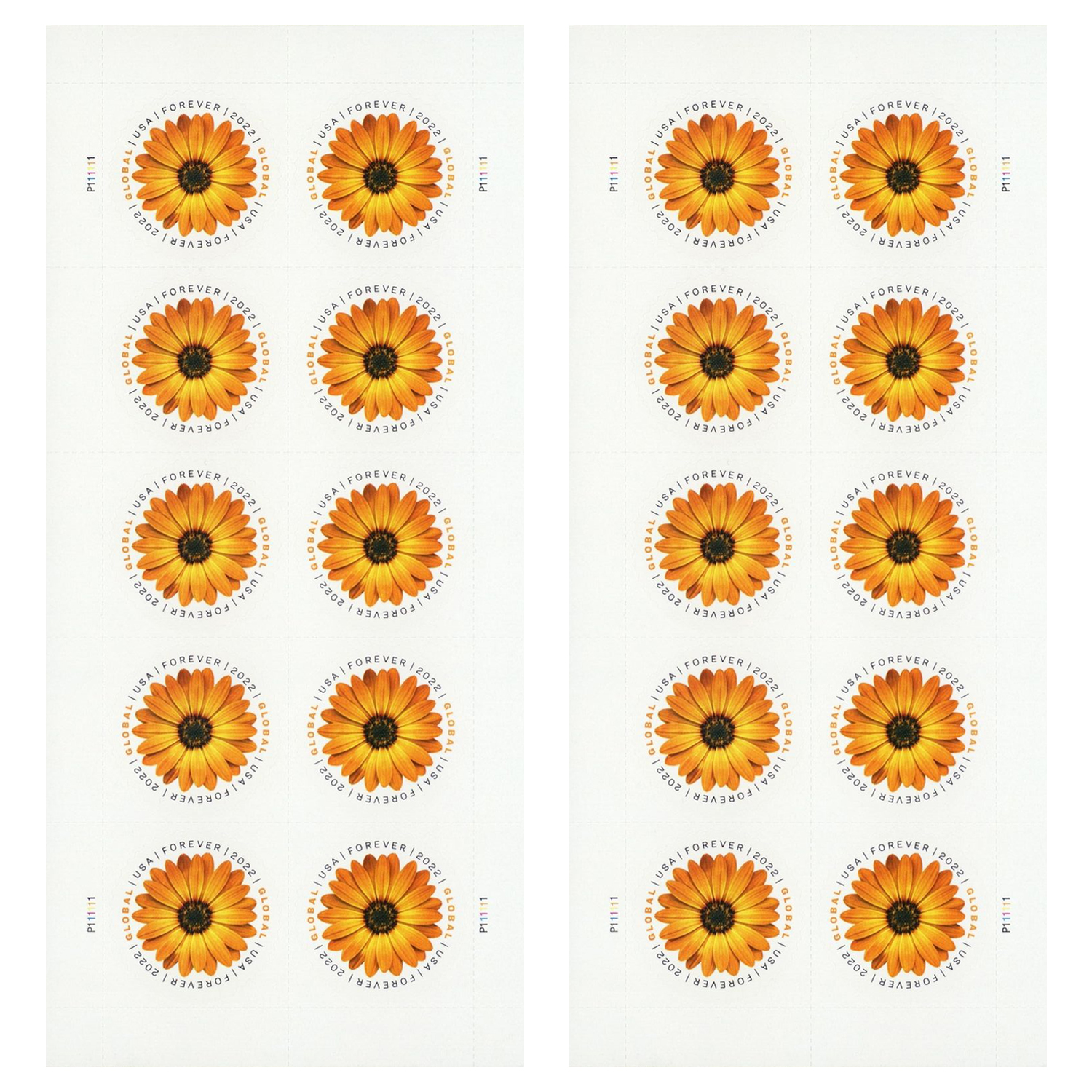 African Daisy