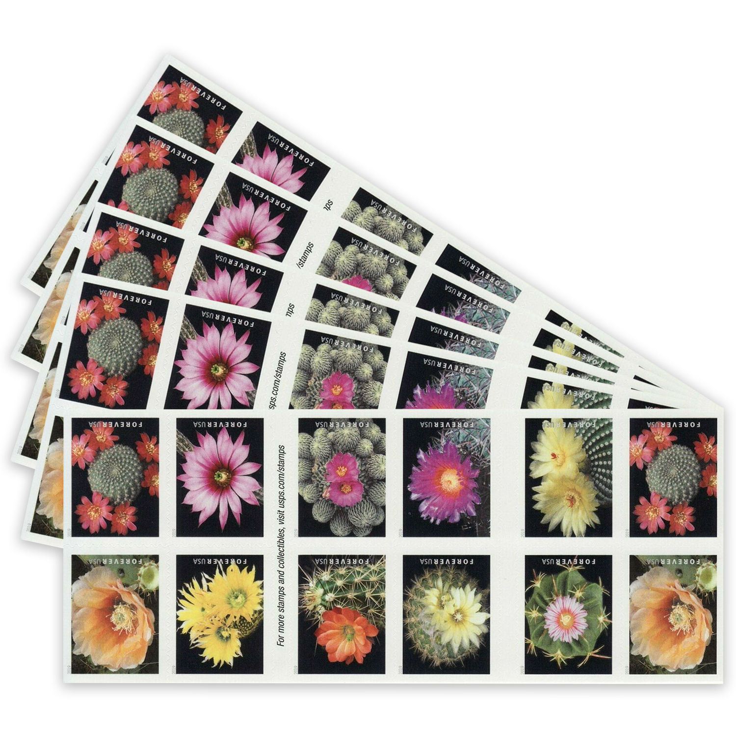 Cactus Flowers