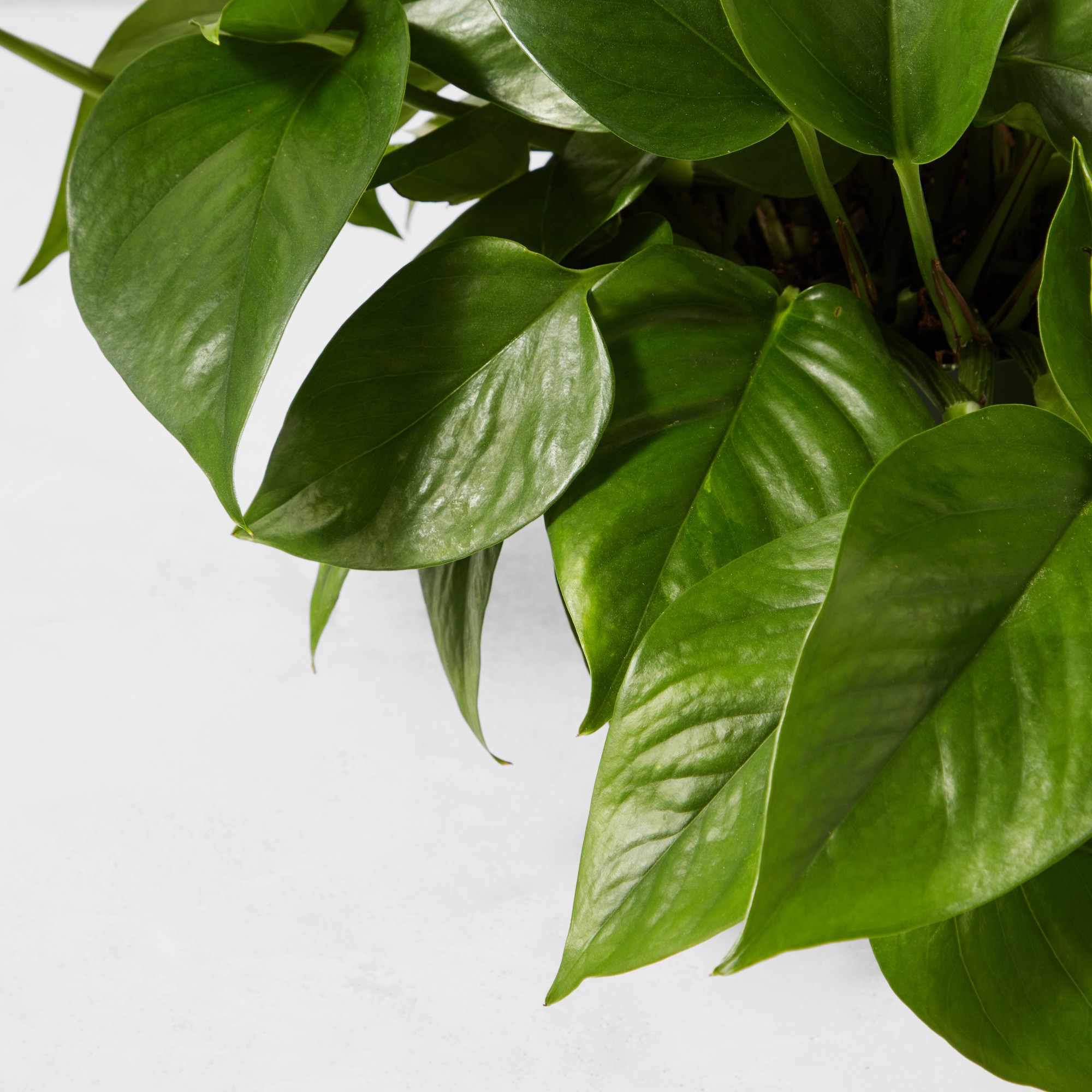 Live Pothos House Plant, 9