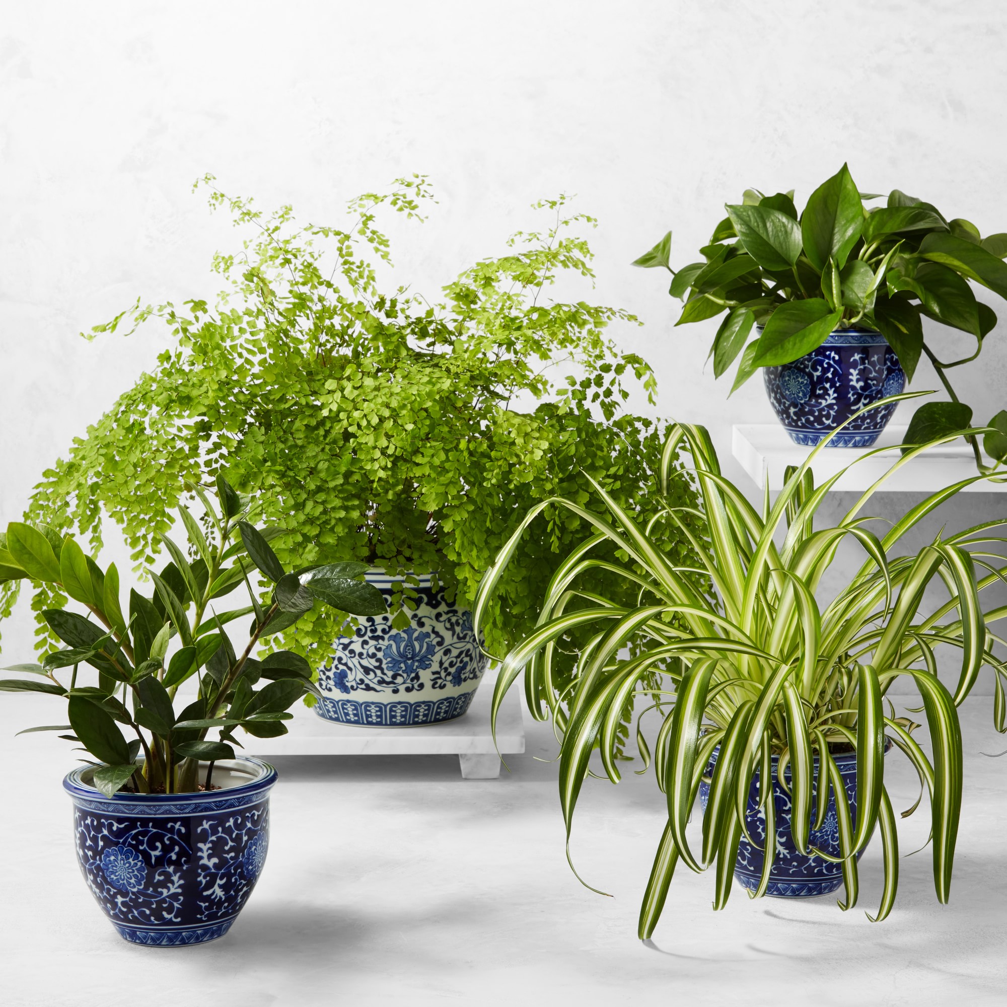 Live Spider House Plant, 12